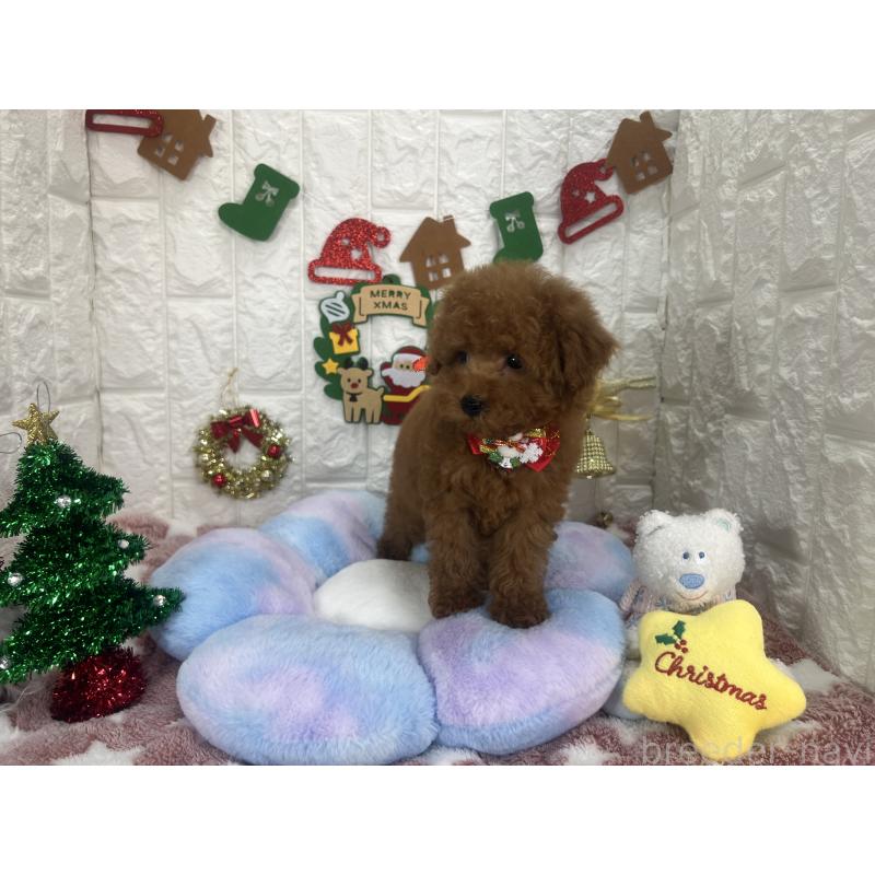 販売中の茨城県のビションプー:ビションフリーゼ×トイプードル-428283の6枚目