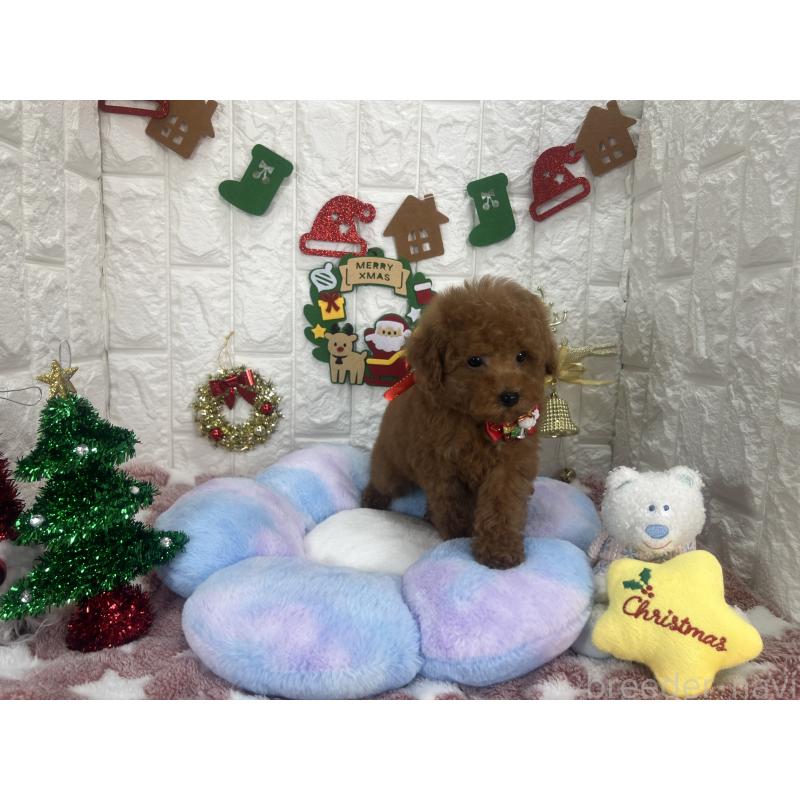 販売中の茨城県のビションプー:ビションフリーゼ×トイプードル-428283の5枚目