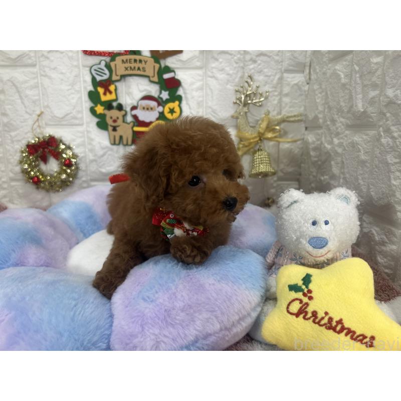 販売中の茨城県のビションプー:ビションフリーゼ×トイプードル-428283の4枚目