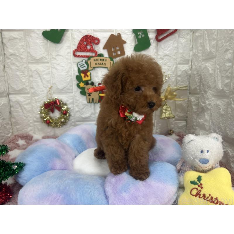 販売中の茨城県のビションプー:ビションフリーゼ×トイプードル-428283の3枚目