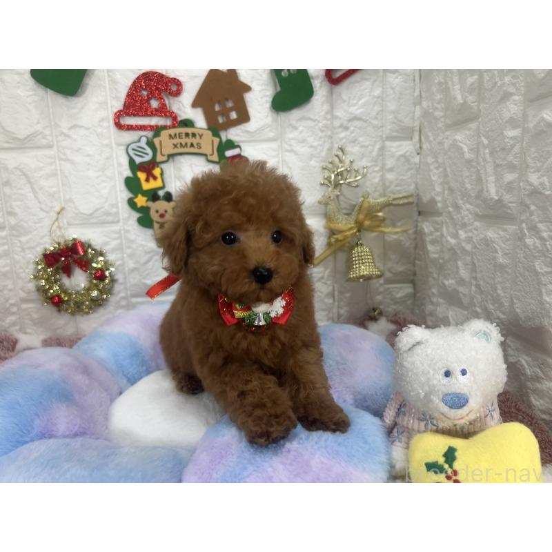 販売中の茨城県のビションプー:ビションフリーゼ×トイプードル-428283の2枚目