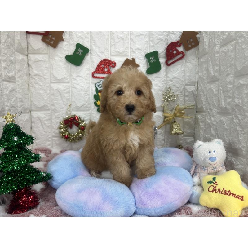 販売中の茨城県のビションプー:ビションフリーゼ×トイプードル-428284