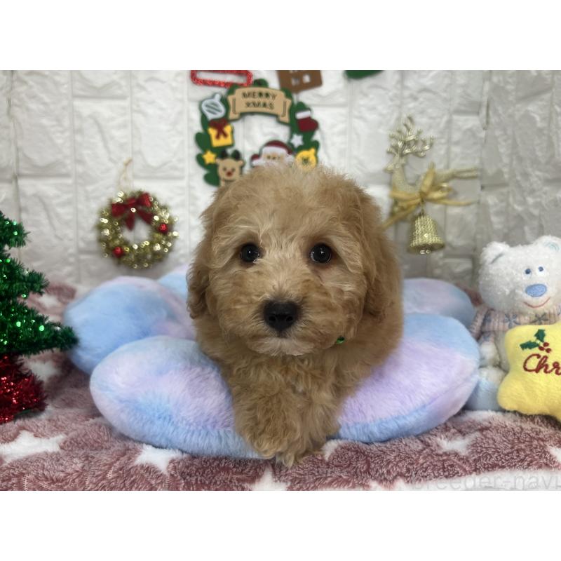 販売中の茨城県のビションプー:ビションフリーゼ×トイプードル-428284の6枚目