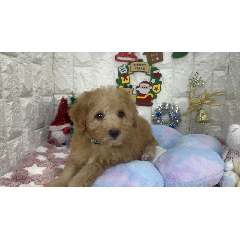 販売中の茨城県のビションプー:ビションフリーゼ×トイプードル-428284の5枚目