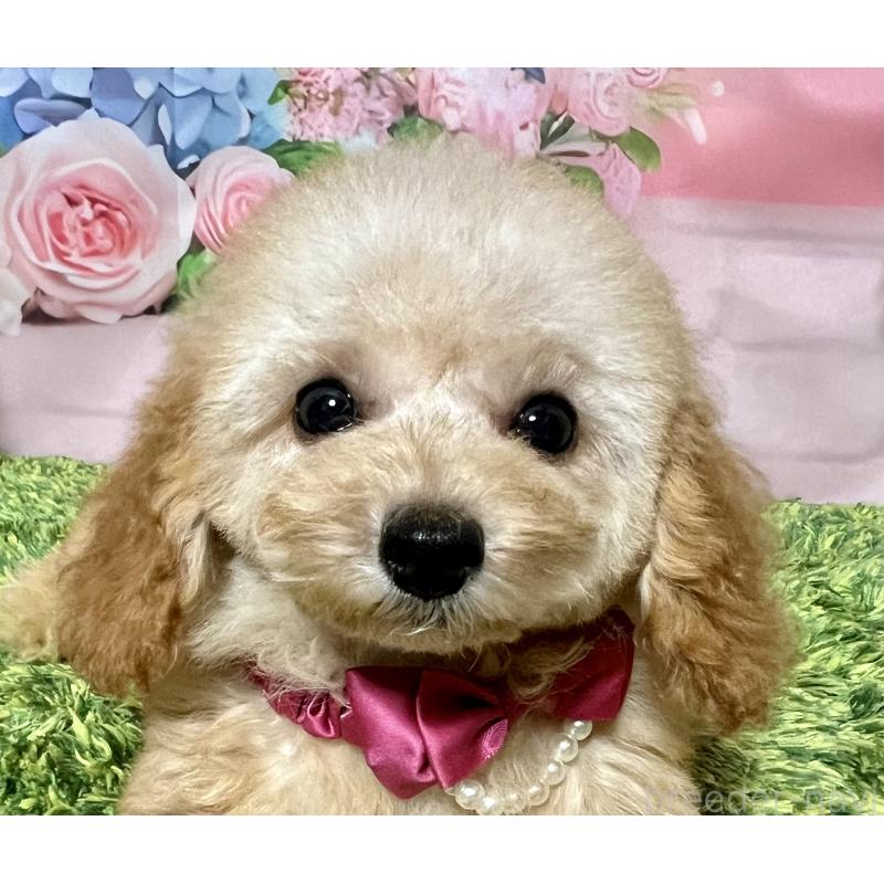 販売中の岡山県のティーカッププードル-428285の6枚目