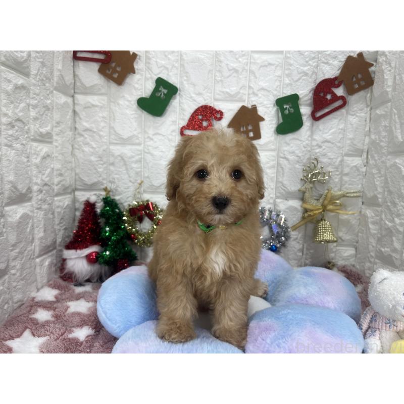 販売中の茨城県のビションプー:ビションフリーゼ×トイプードル-428284の4枚目