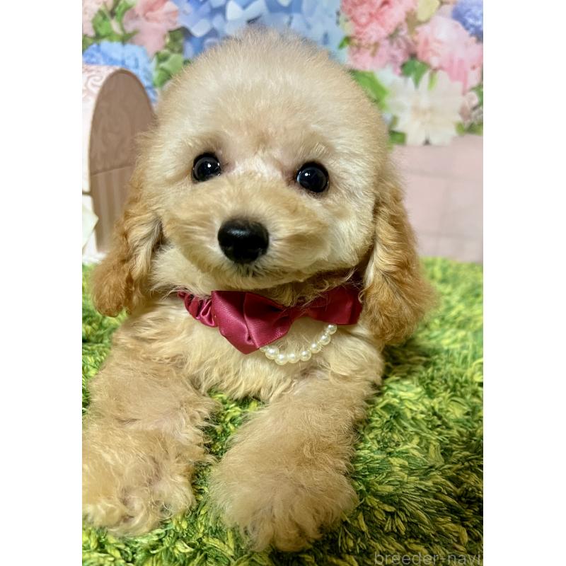 販売中の岡山県のティーカッププードル-428285の5枚目