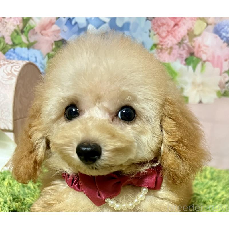 販売中の岡山県のティーカッププードル-428285の4枚目