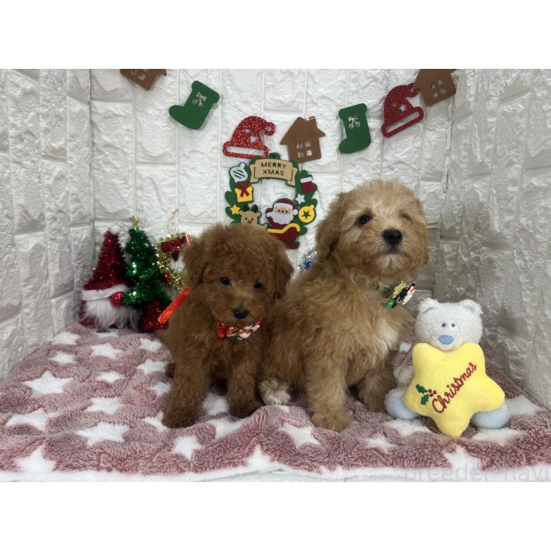 販売中の茨城県のビションプー:ビションフリーゼ×トイプードル-428284の2枚目