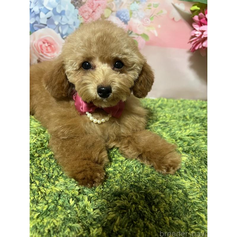 販売中の岡山県のタイニープードル-428287の8枚目