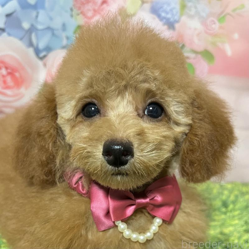 販売中の岡山県のタイニープードル-428287の4枚目