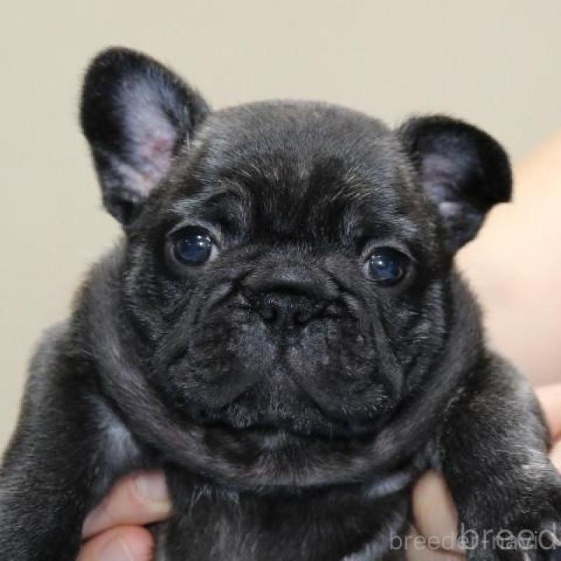 販売中の神奈川県のフレンチブルドッグ-428286の1枚目