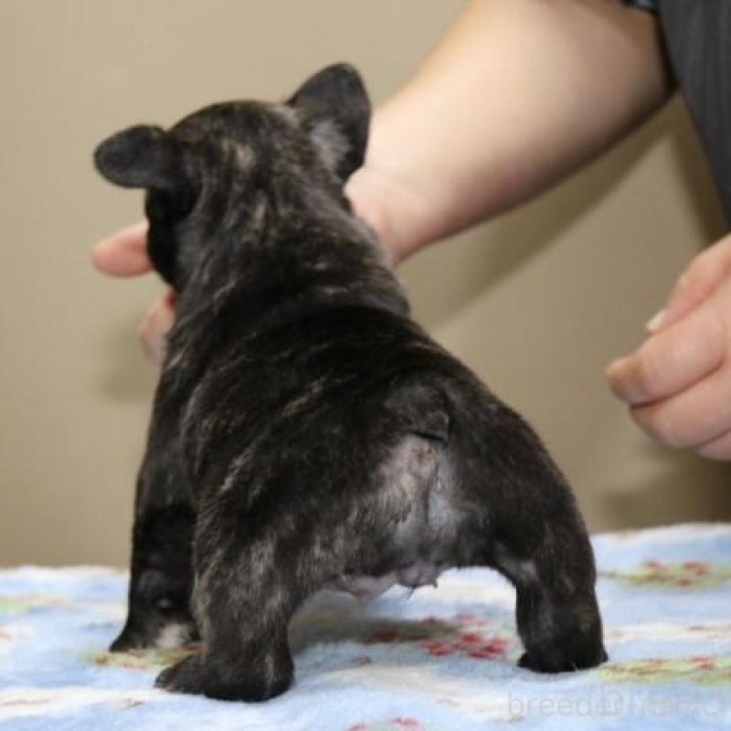 販売中の神奈川県のフレンチブルドッグ-428286の6枚目