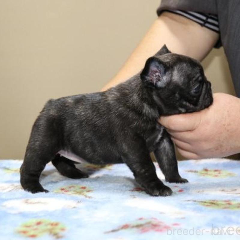 販売中の神奈川県のフレンチブルドッグ-428286の5枚目