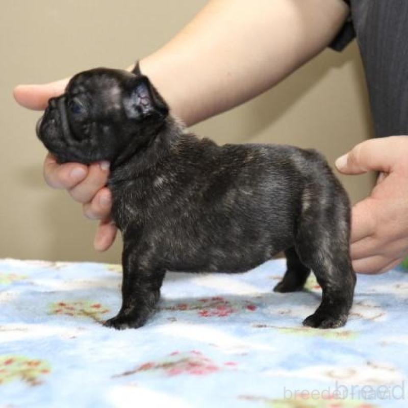 販売中の神奈川県のフレンチブルドッグ-428286の4枚目