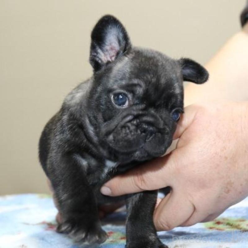 販売中の神奈川県のフレンチブルドッグ-428286の3枚目