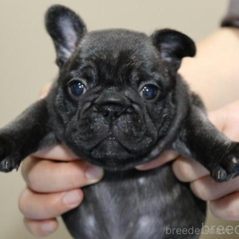 販売中の神奈川県のフレンチブルドッグ-428286の2枚目