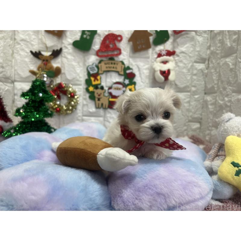 販売中の茨城県のマルチーズ-428288