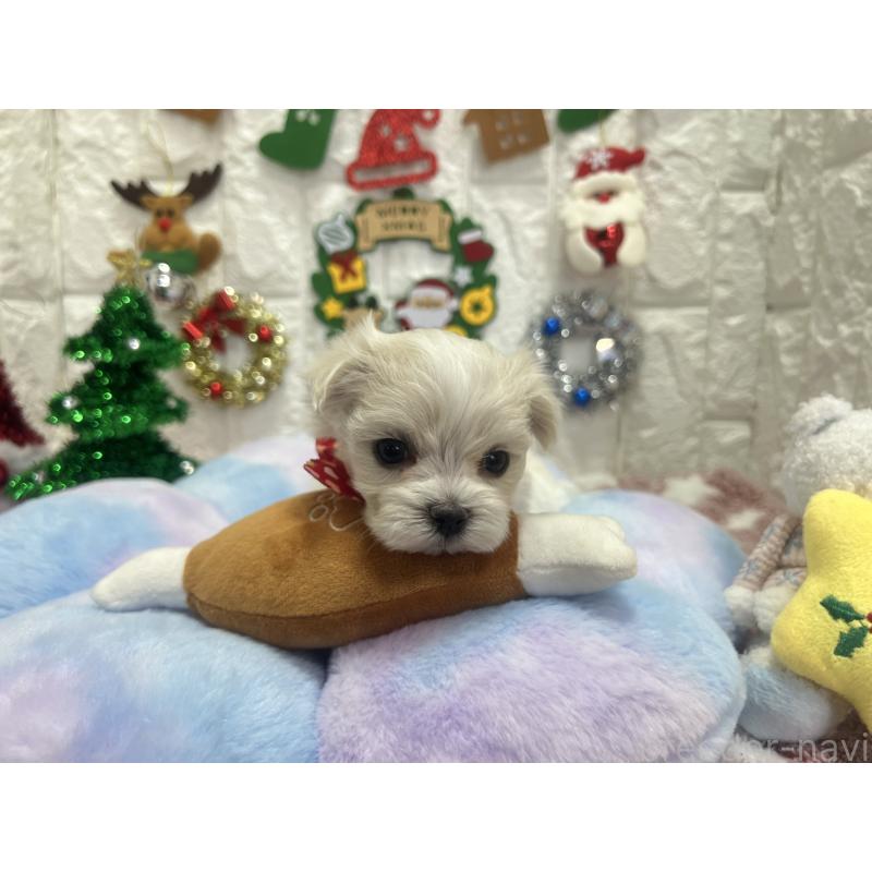 販売中の茨城県のマルチーズ-428288の7枚目