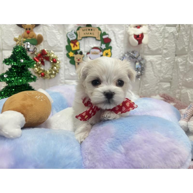販売中の茨城県のマルチーズ-428288の4枚目