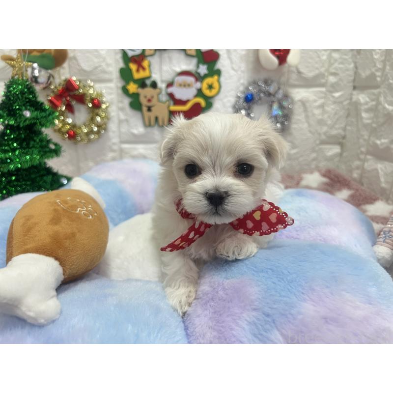 販売中の茨城県のマルチーズ-428288の3枚目