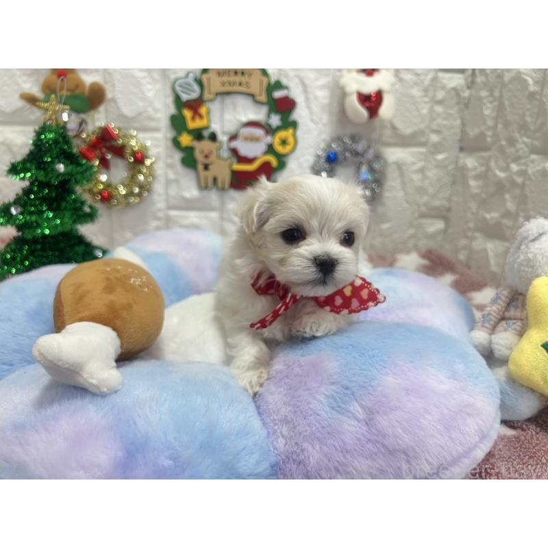 販売中の茨城県のマルチーズ-428288の2枚目