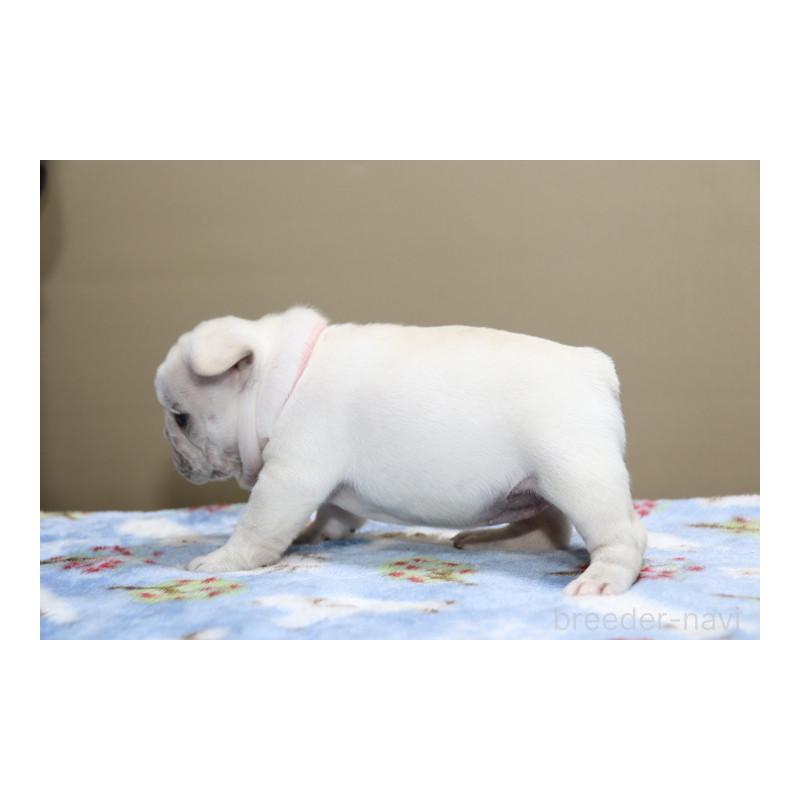 販売中の神奈川県のフレンチブルドッグ-428289の9枚目