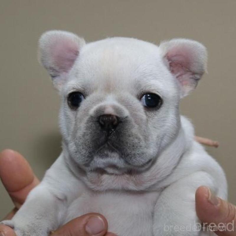販売中の神奈川県のフレンチブルドッグ-428289