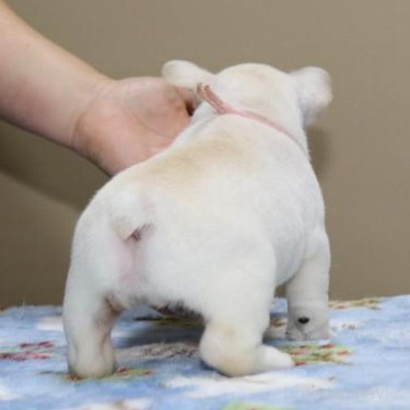 販売中の神奈川県のフレンチブルドッグ-428289の8枚目