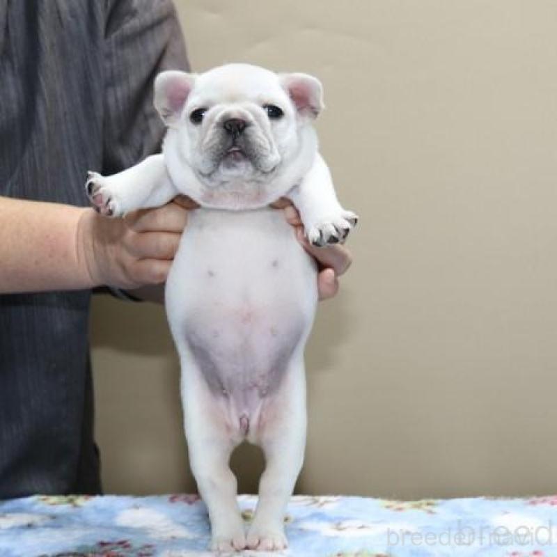 販売中の神奈川県のフレンチブルドッグ-428289の7枚目
