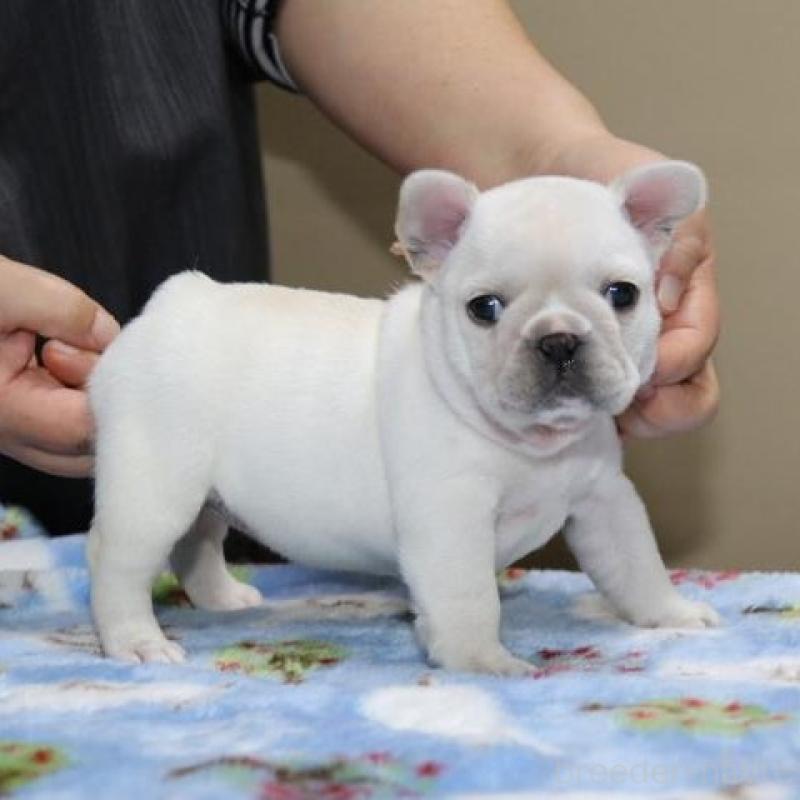 販売中の神奈川県のフレンチブルドッグ-428289の6枚目