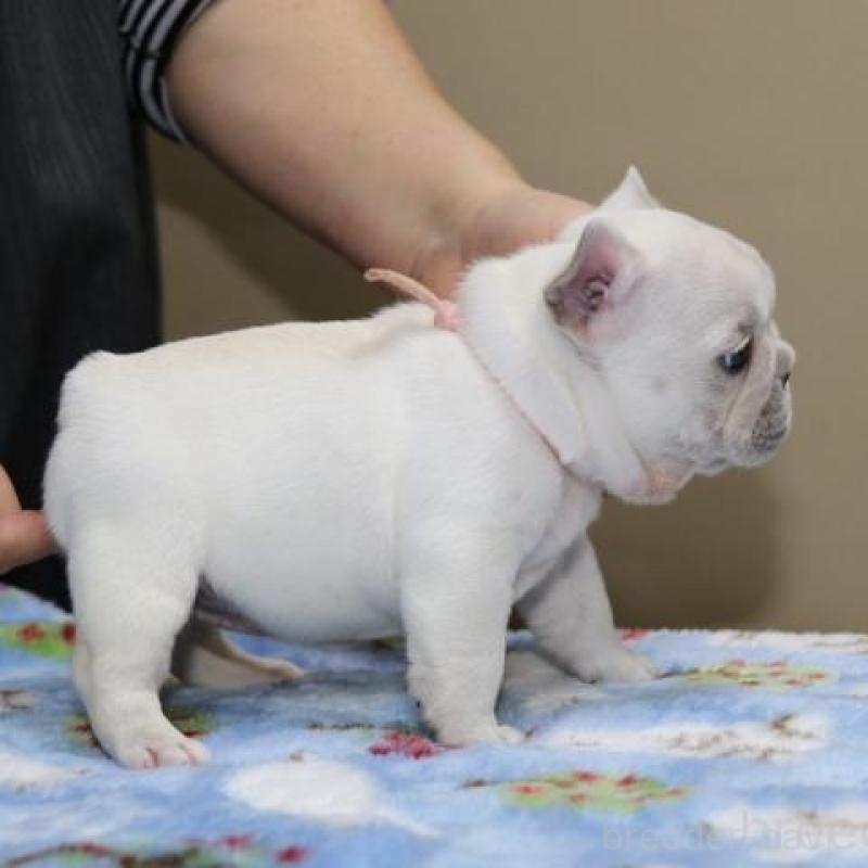 販売中の神奈川県のフレンチブルドッグ-428289の5枚目