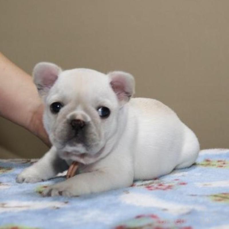 販売中の神奈川県のフレンチブルドッグ-428289の3枚目