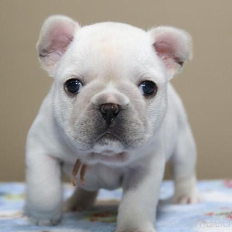 販売中の神奈川県のフレンチブルドッグ-428289の2枚目