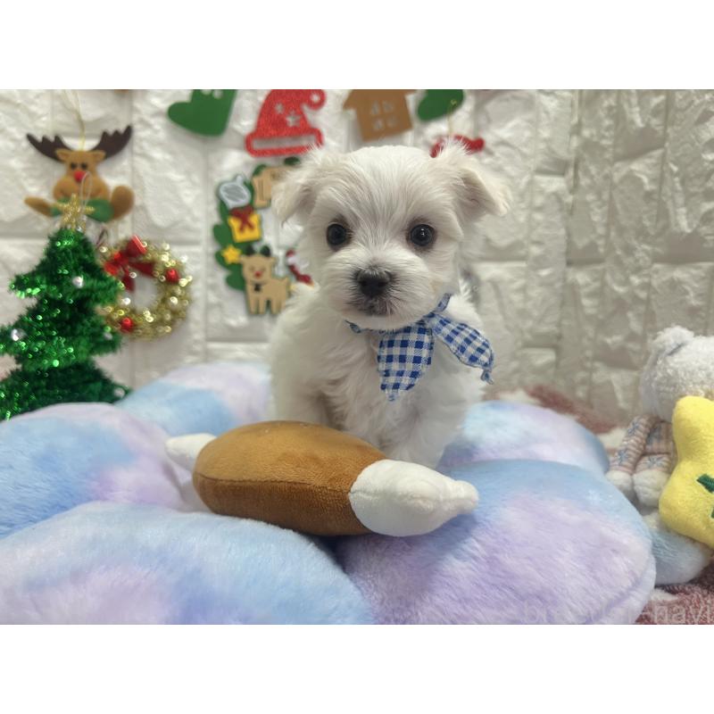 販売中の茨城県のマルチーズ-428290の8枚目