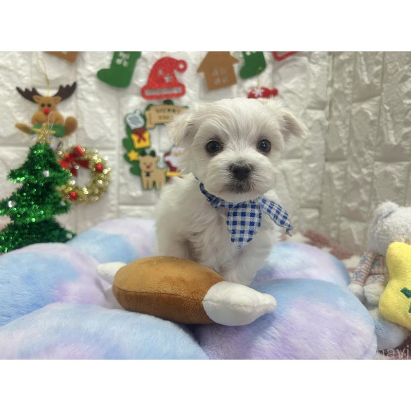 販売中の茨城県のマルチーズ-428290の7枚目