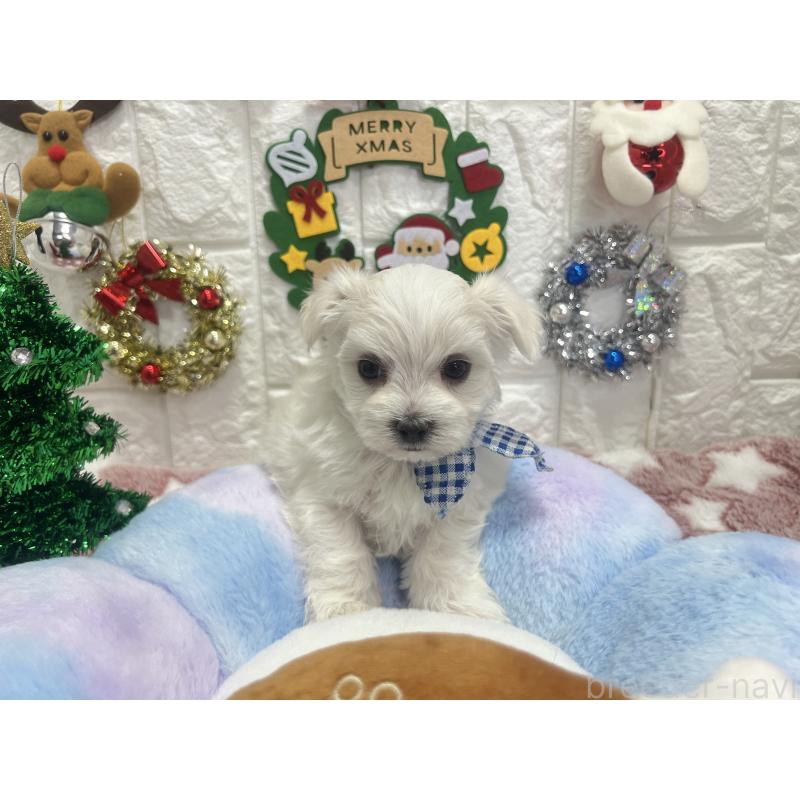 販売中の茨城県のマルチーズ-428290の4枚目