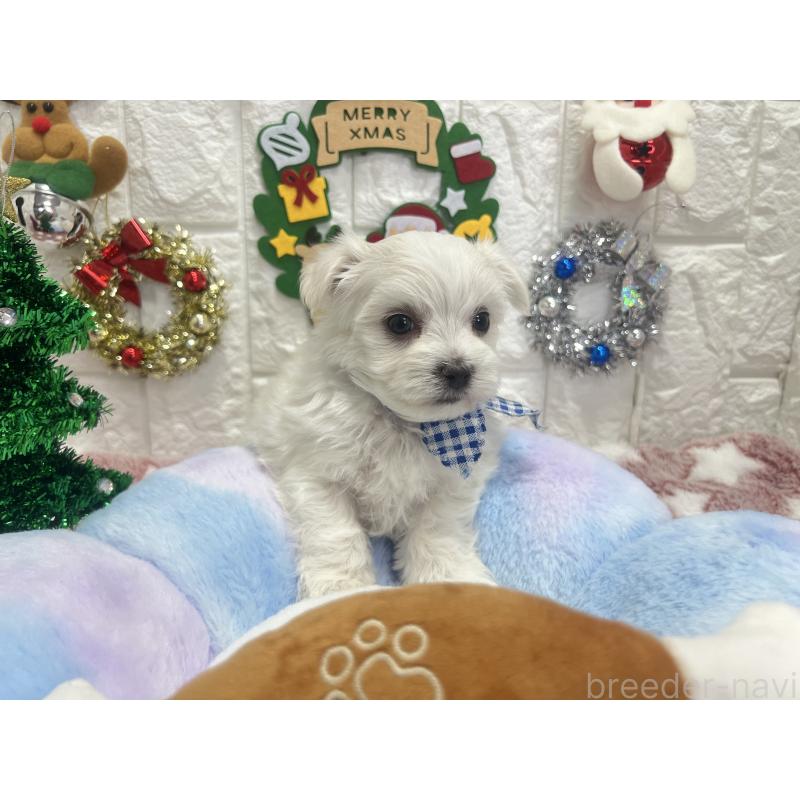 販売中の茨城県のマルチーズ-428290の3枚目