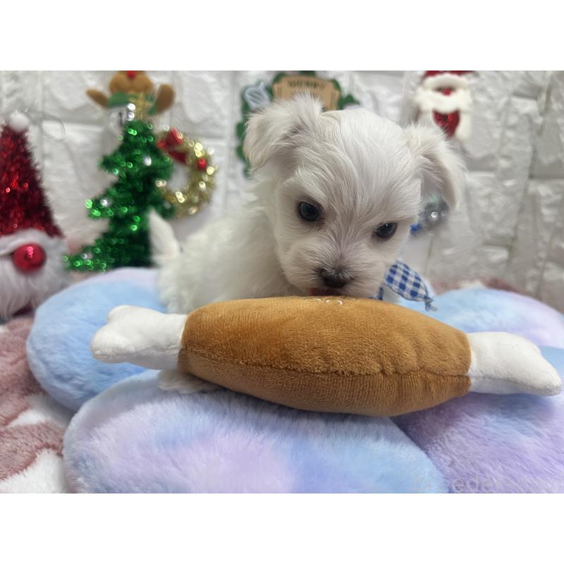 販売中の茨城県のマルチーズ-428290の2枚目