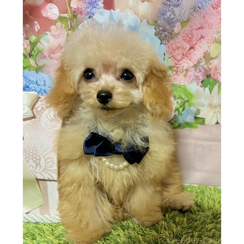 販売中の岡山県のティーカッププードル-428291の7枚目