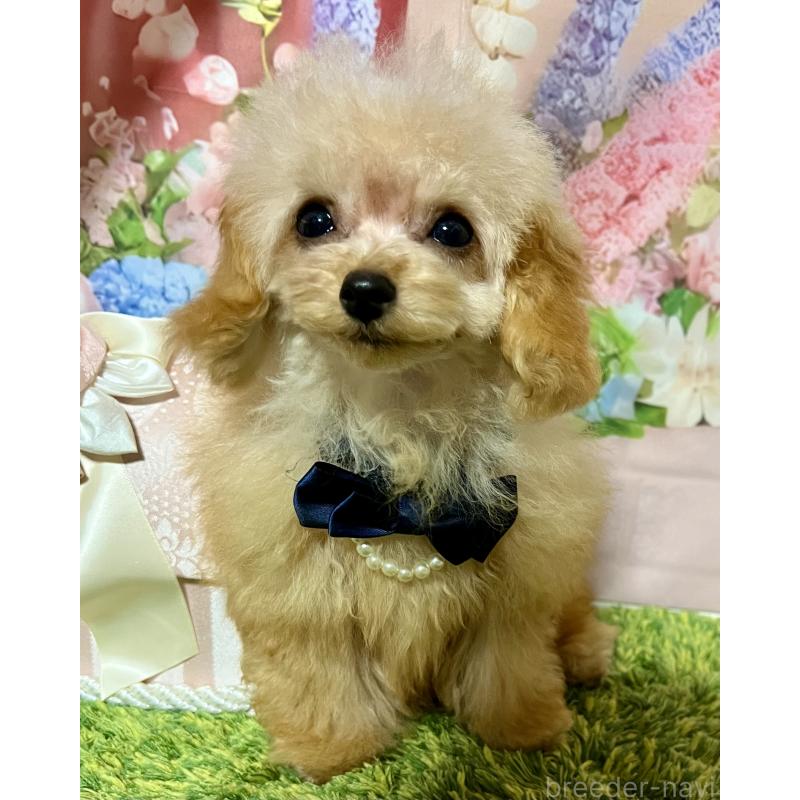 販売中の岡山県のティーカッププードル-428291の6枚目