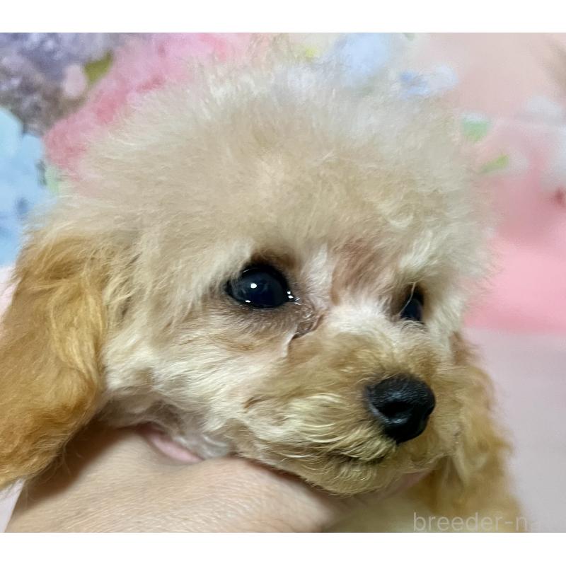 販売中の岡山県のティーカッププードル-428291の5枚目