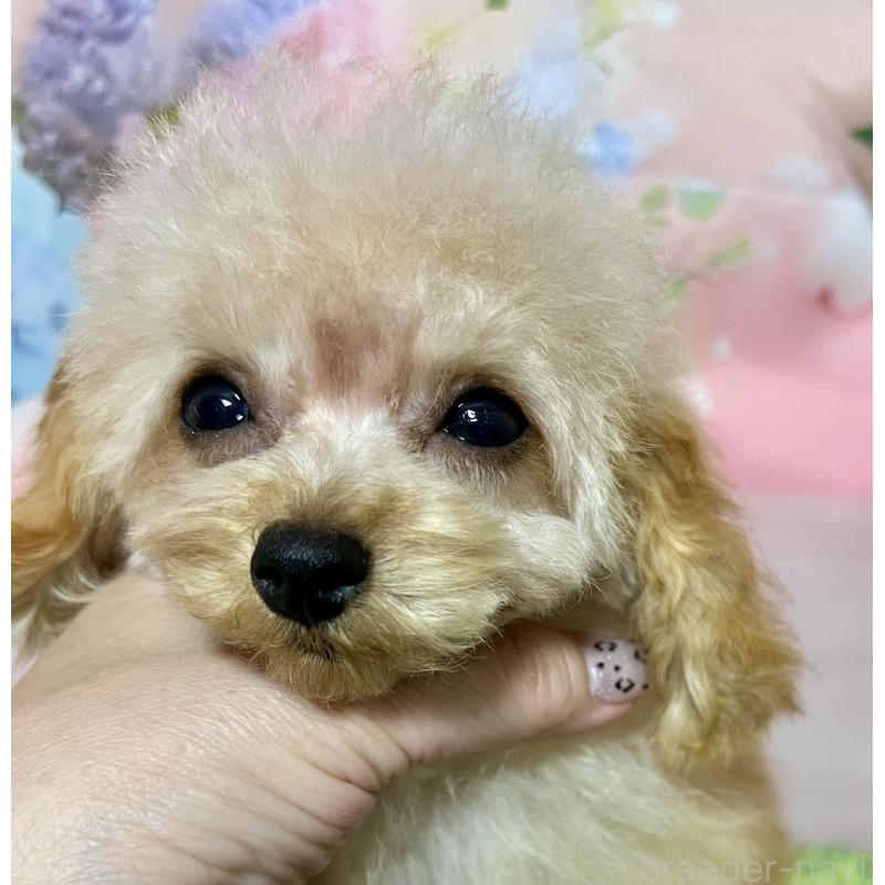 販売中の岡山県のティーカッププードル-428291の4枚目