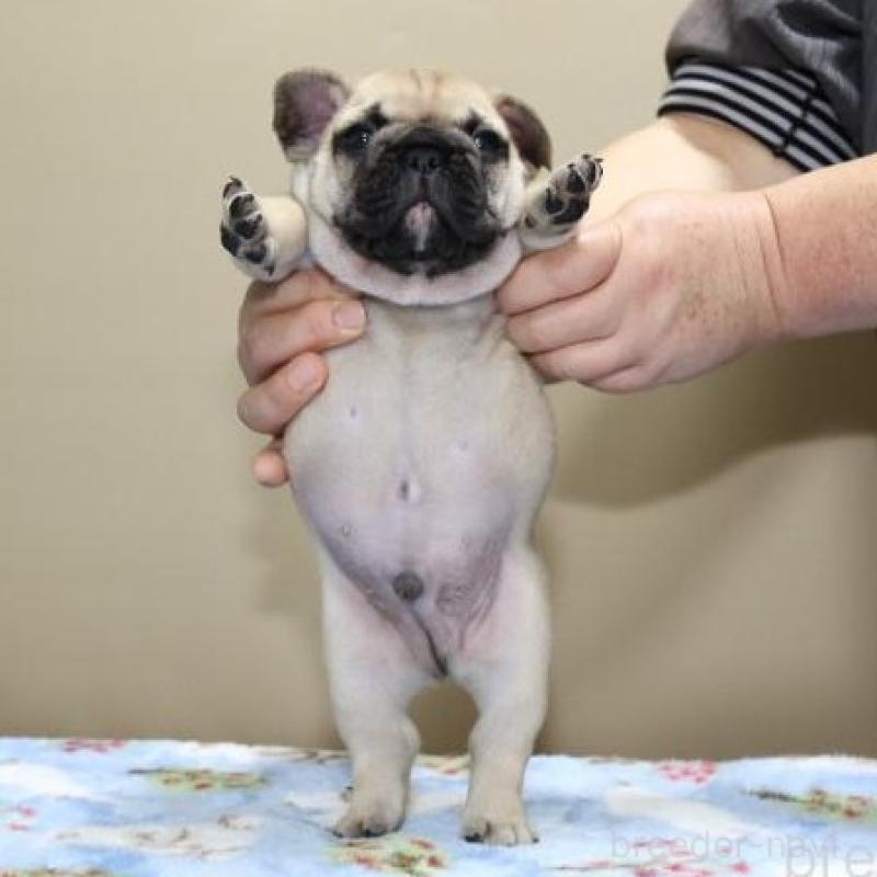 販売中の神奈川県のフレンチブルドッグ-428292の12枚目