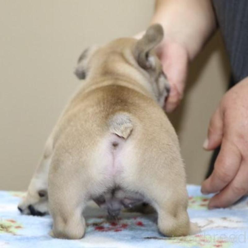 販売中の神奈川県のフレンチブルドッグ-428292の11枚目