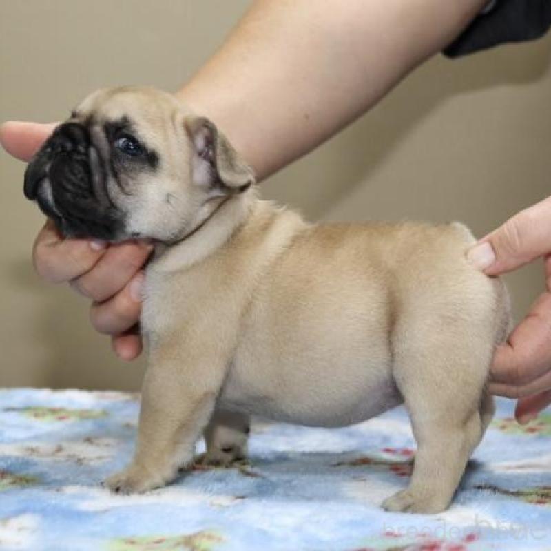 販売中の神奈川県のフレンチブルドッグ-428292の10枚目