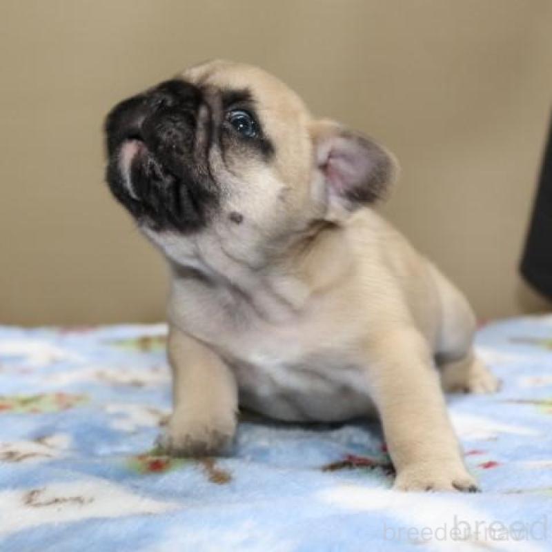 販売中の神奈川県のフレンチブルドッグ-428292の9枚目