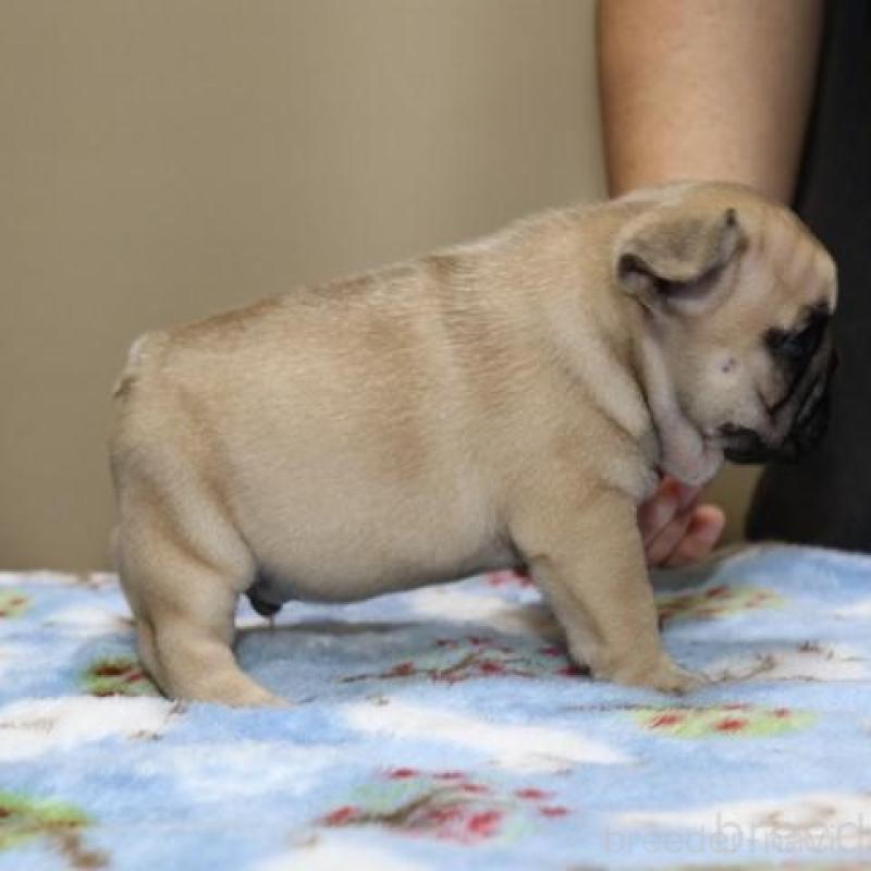 販売中の神奈川県のフレンチブルドッグ-428292の8枚目