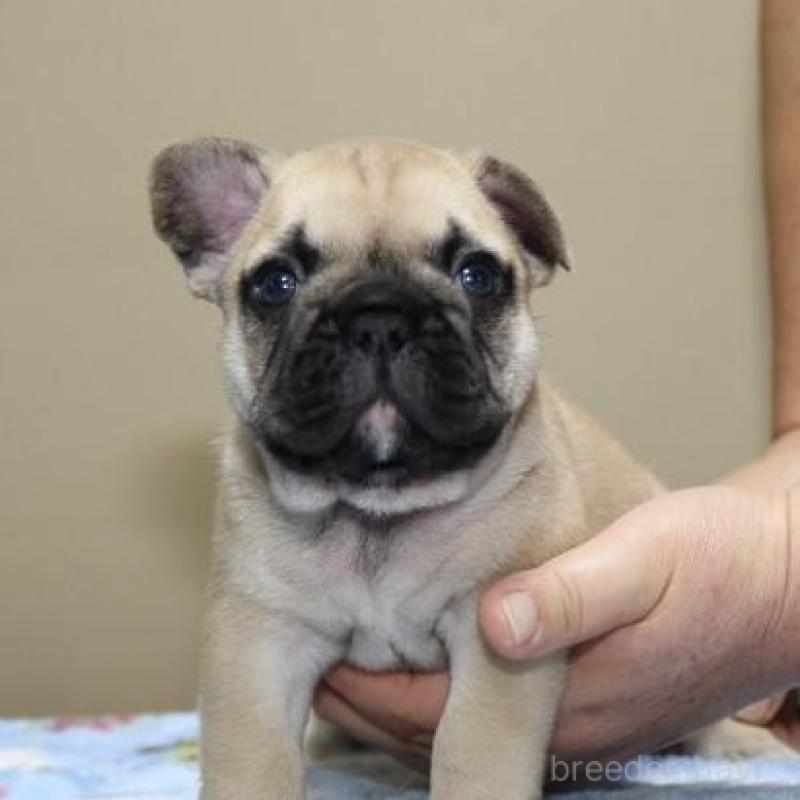 販売中の神奈川県のフレンチブルドッグ-428292の5枚目