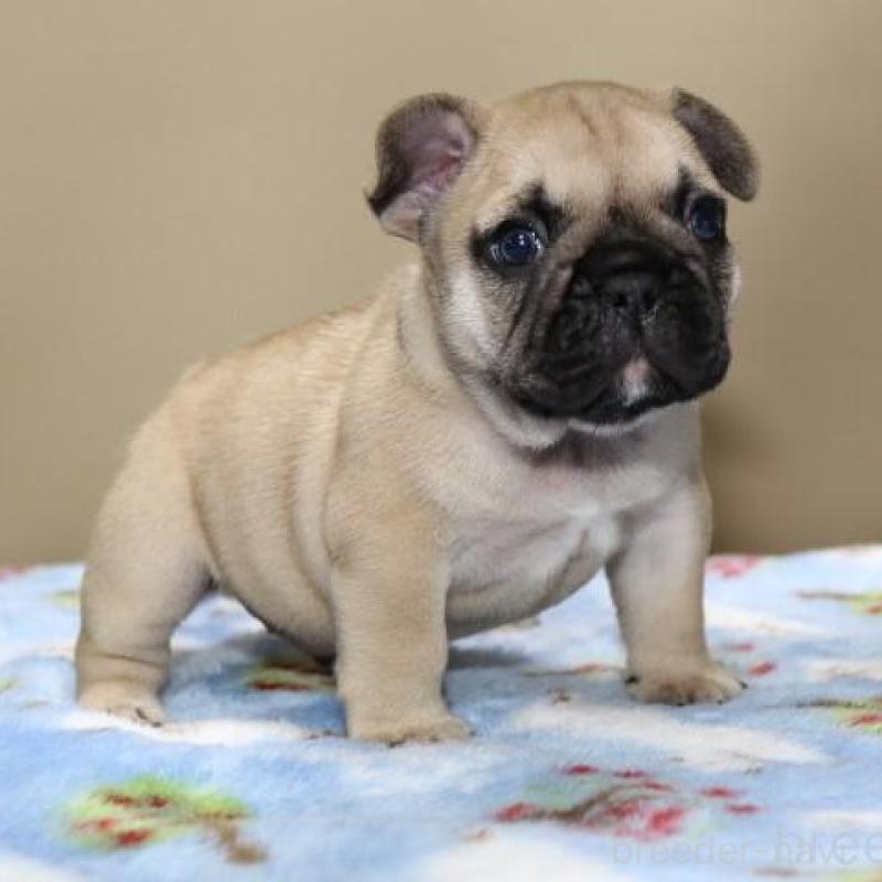 販売中の神奈川県のフレンチブルドッグ-428292の4枚目